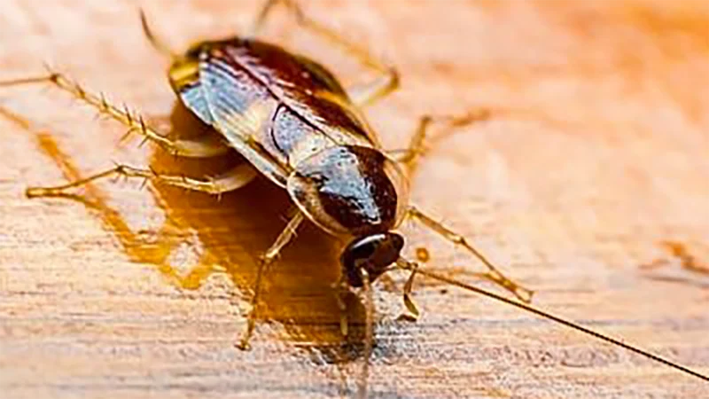 Cockroach on Wood | Blog | Look Out For These Common Allergens in Your AC Air Ducts | Sunshine Heating & Air Conditioning
